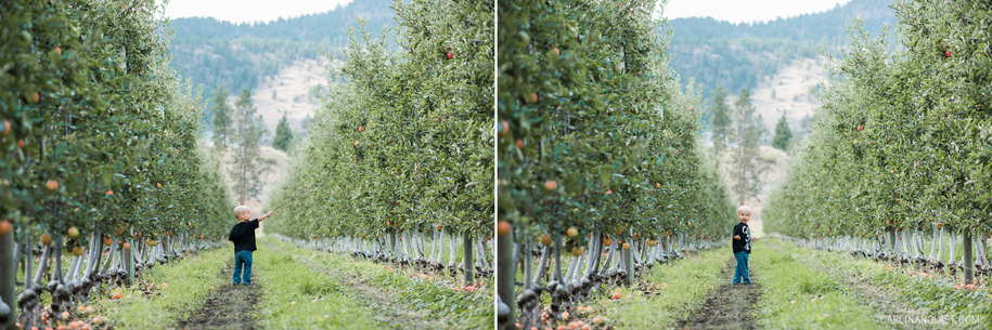 Orchard in Summerland 